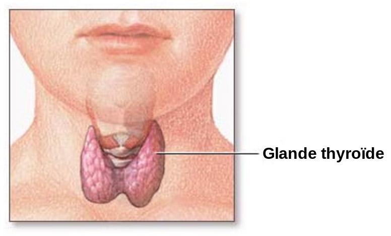 thyroid gland