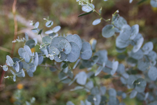 eucalyptus